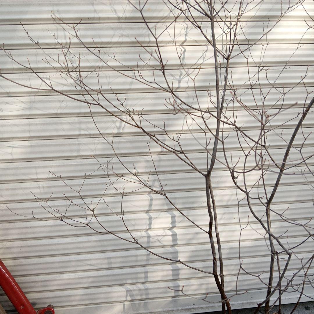 アブラツツジ　株立　山採り　山ドウダンツツジ