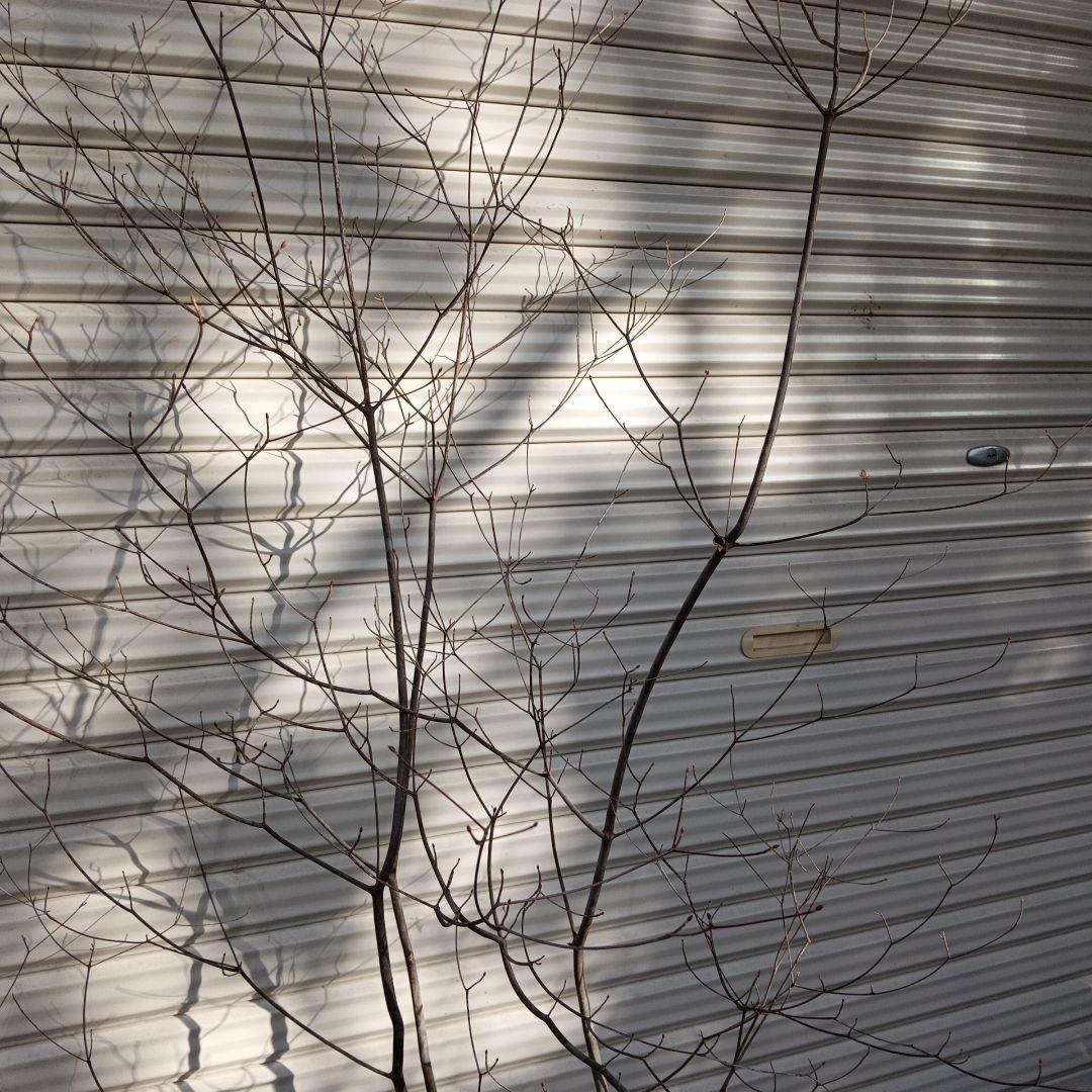 アブラツツジ　株立　山採り　山ドウダンツツジ