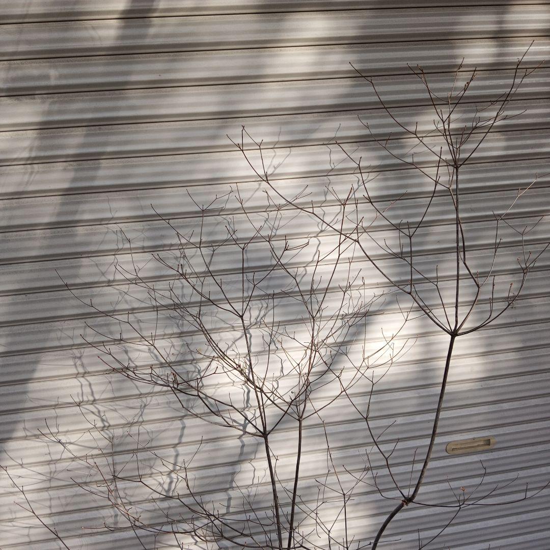 アブラツツジ　株立　山採り　山ドウダンツツジ