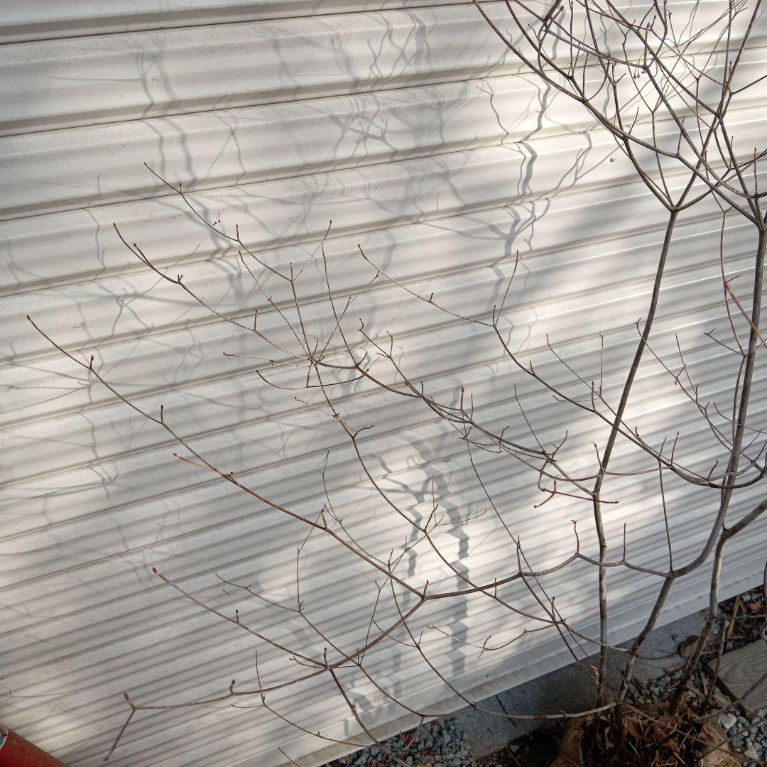 アブラツツジ　株立　山採り　山ドウダンツツジ