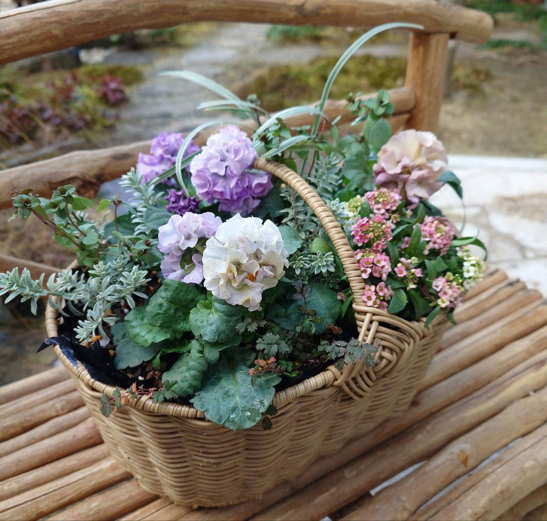 寄せ植え花　プリセドールcocoテイアラ