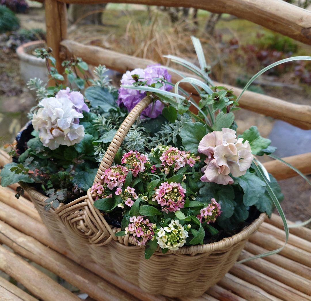 寄せ植え花　プリセドールcocoテイアラ