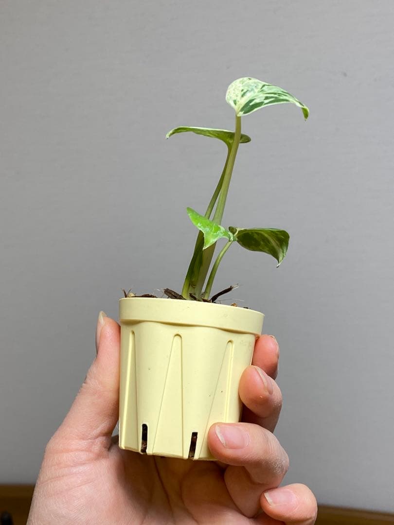 み*ん様 【将来有望株‼️】モンステラ　デリシオーサ　バルバソー　フシギダネ/ベ