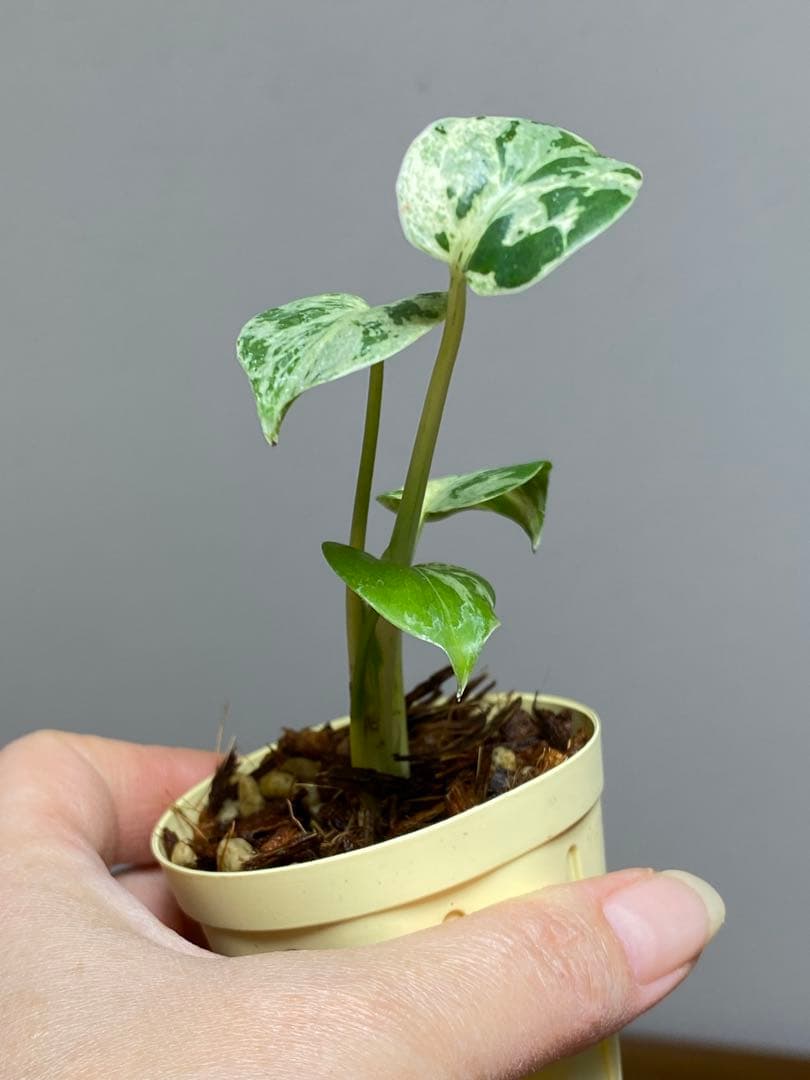 み*ん様 【将来有望株‼️】モンステラ　デリシオーサ　バルバソー　フシギダネ/ベ