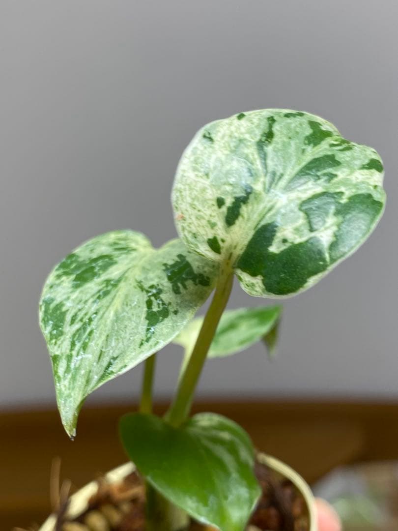 み*ん様 【将来有望株‼️】モンステラ　デリシオーサ　バルバソー　フシギダネ/ベ