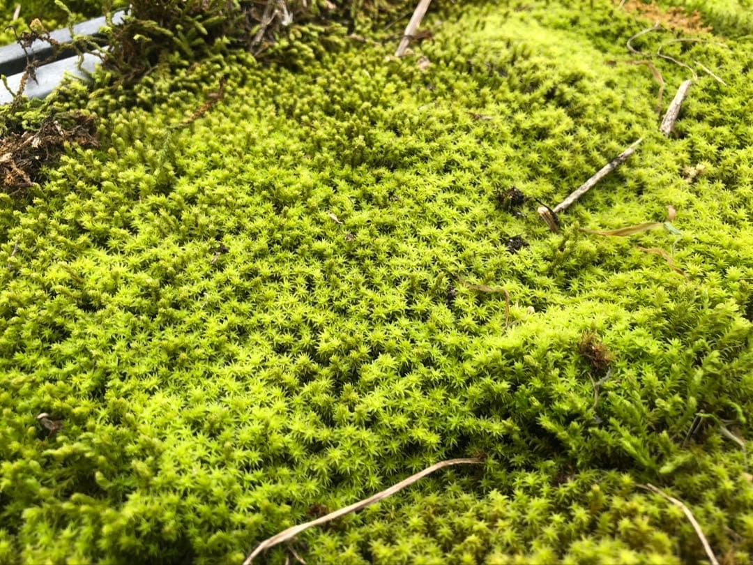 スナゴケ　砂苔　10枚 11,000円　送料込み　天然 40㎝✖︎30㎝