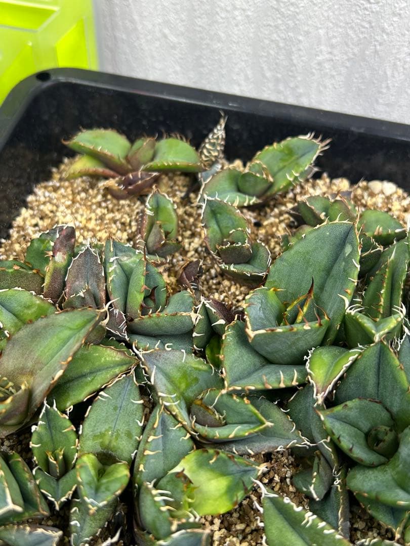 専用　80株セット！アガベチタノタ　実生　多肉植物