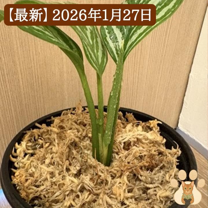 【美株・純血統子株】アグラオネマ・カーティシー 【親株直系】