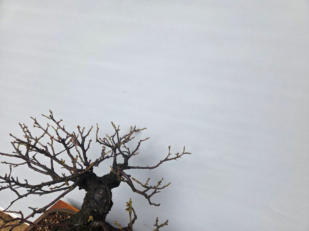 野梅　(米良)　(白花小輪一重)　[模様木]　梅　 中品盆栽