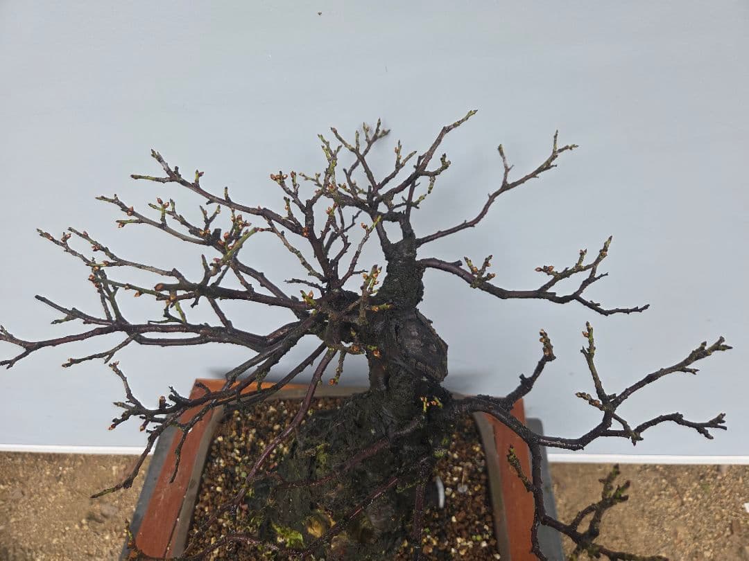 野梅　(米良)　(白花小輪一重)　[模様木]　梅　 中品盆栽