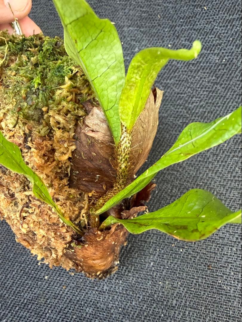 M*l様 14日まで！ ⭐︎ドリナリア インボルタ　ボルネオ・サラワク州産　株分