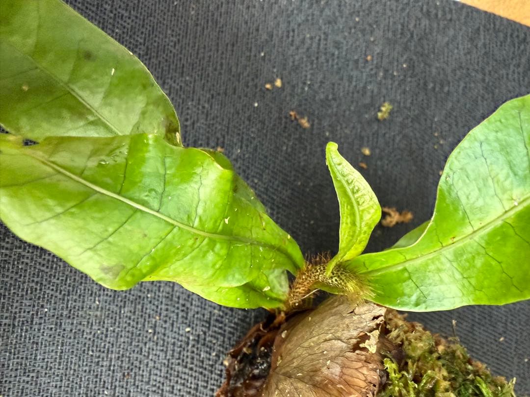 M*l様 14日まで！ ⭐︎ドリナリア インボルタ　ボルネオ・サラワク州産　株分