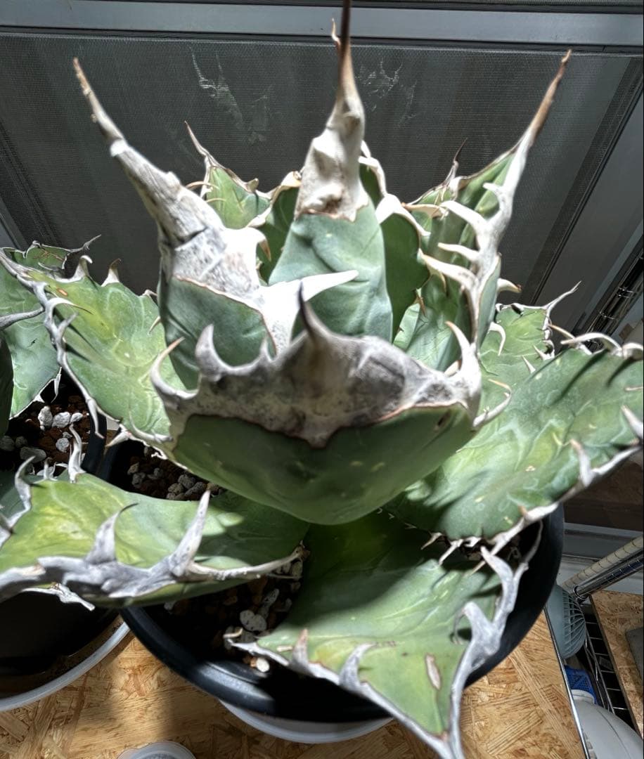 アガベ oaxaca oteroi 超バンド鋸歯 オアハカ オテロイ