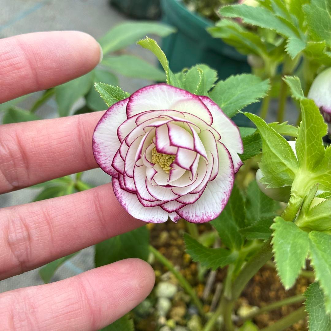 クリスマスローズ　太ピコティ　小輪　木口交配　実生　７寸 大株