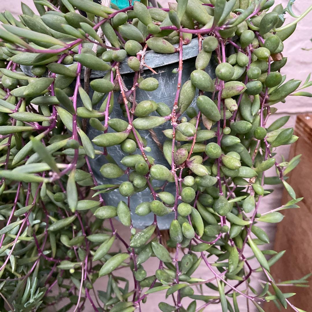 多肉植物　ルビーネックレス　梱包込み75g