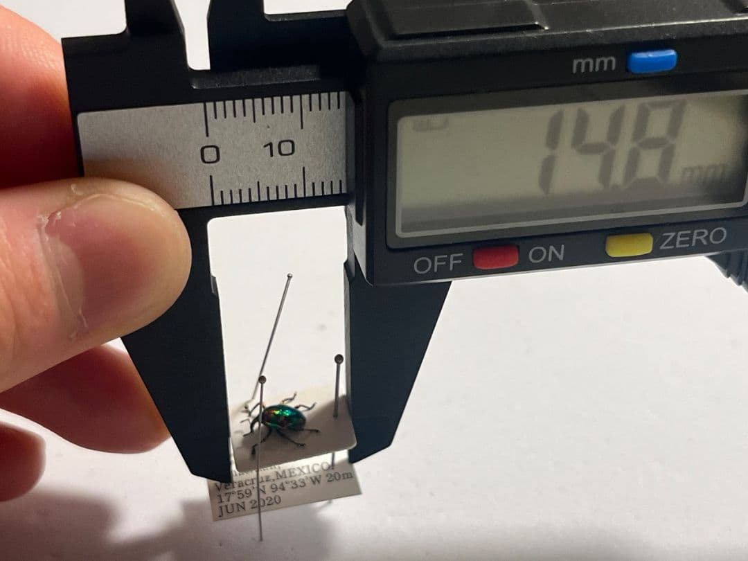 【属内最高峰】ホウセキヒメカタゾウムシ コブハムシ タマムシ 超美麗種 昆虫標本