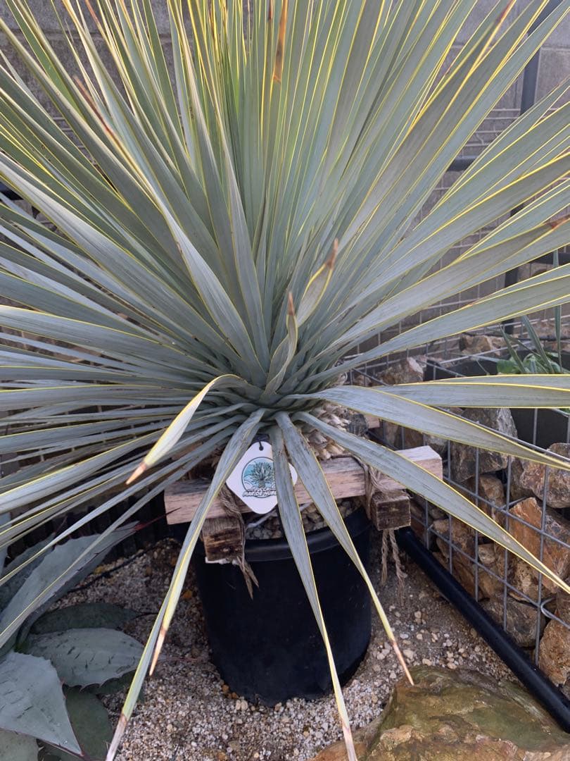 マルデヌベスベアルート発根済み　極太ロストラータドライガーデン