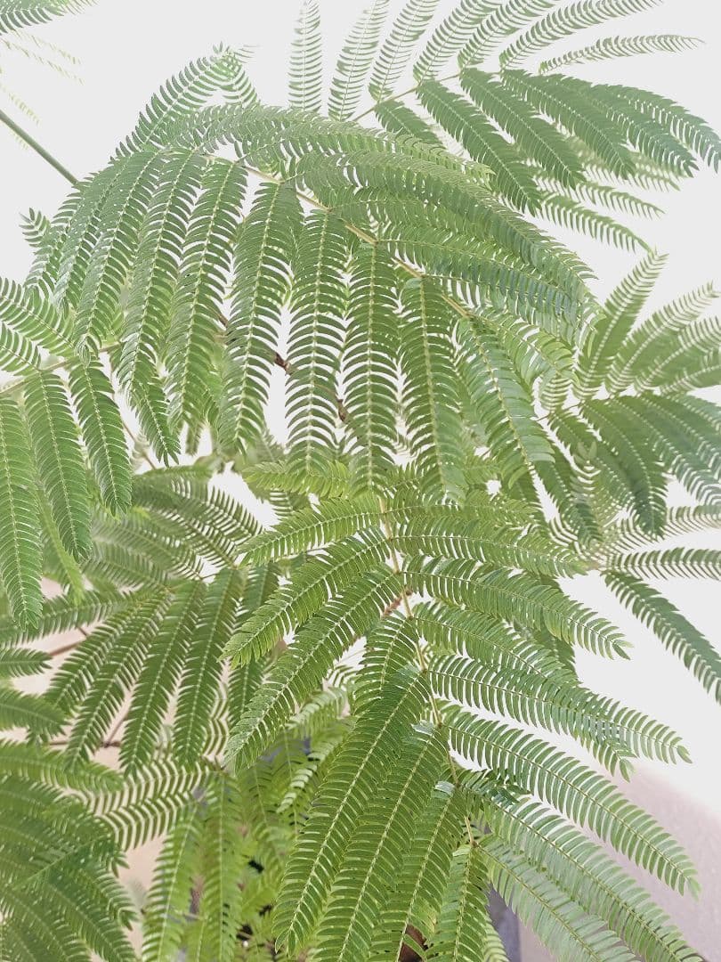 【高級鉢カバー付き】大型エバーフレッシュ　観葉植物　引き取り可能　曲がり