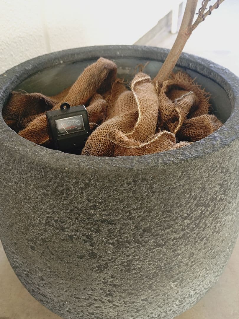 【高級鉢カバー付き】大型エバーフレッシュ　観葉植物　引き取り可能　曲がり