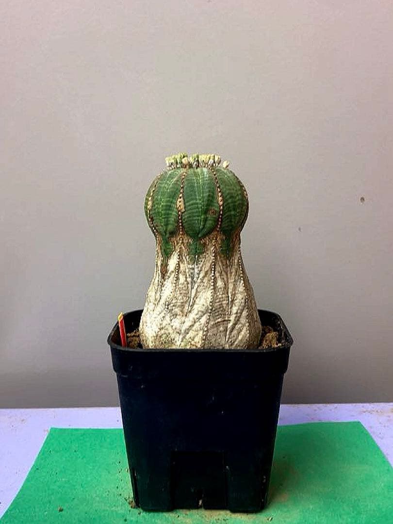 《3号YR》ユーフォルビア　オールド　オベサ　性別不明