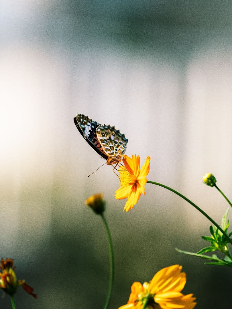 レンズ(単焦点) LUMIX leica DG ELMARIT 200mm F2.8