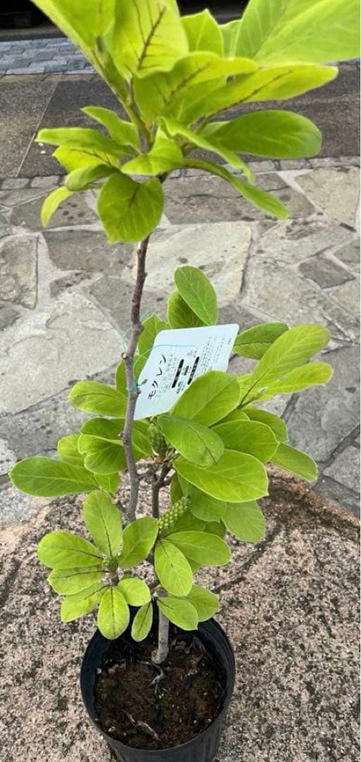 (はく)モクレン 苗木 マグノリア 白木蓮 華やかな芳香 約80㌢ 宅急便