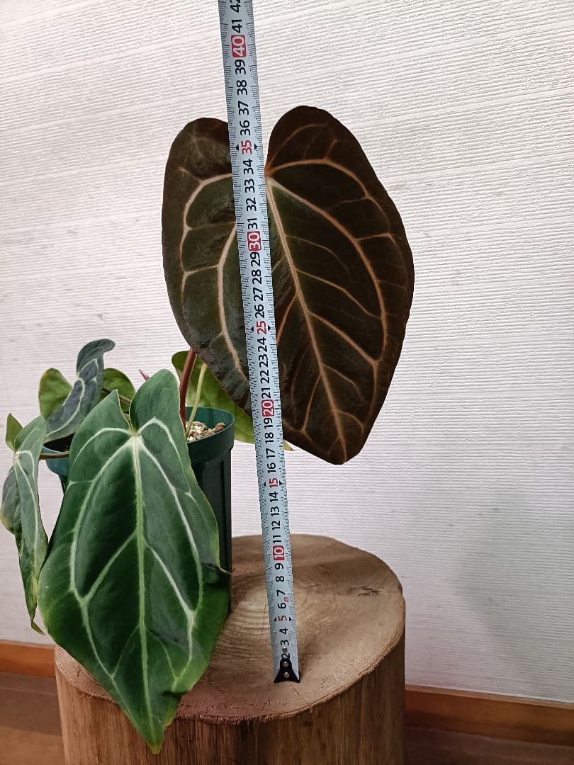 Anthurium carlablackiae アンスリウムカーラブラッキアエ