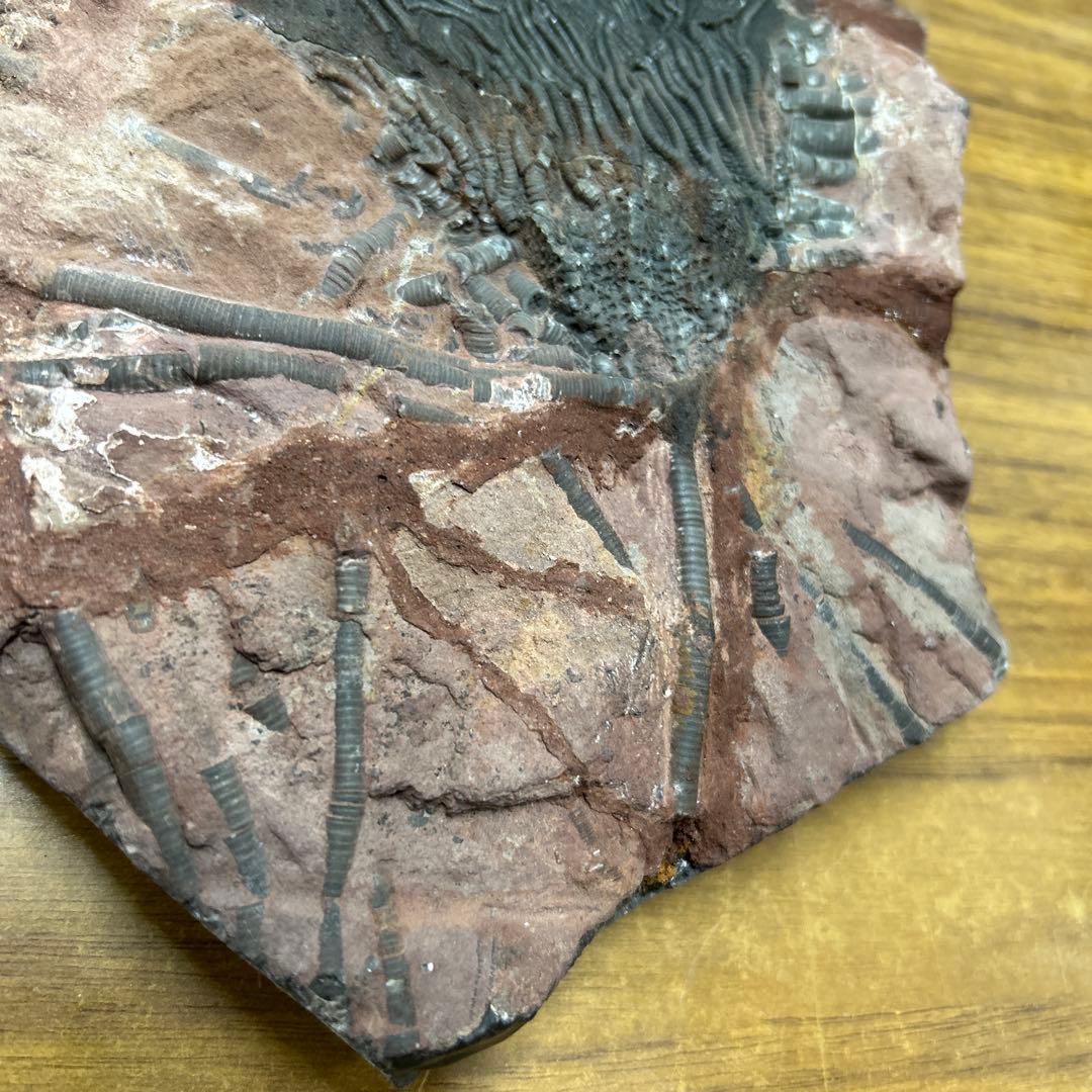 ウミユリ 化石　モロッコ産