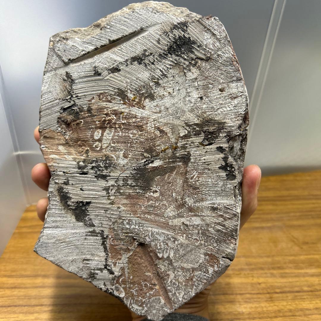 ウミユリ 化石　モロッコ産