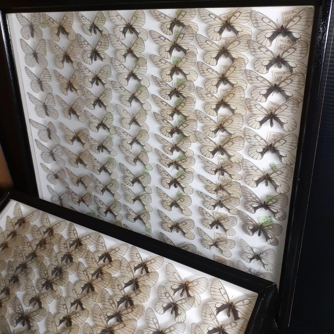蝶標本　ウスバシロチョウ(ヒメウスバ)、エゾシロチョウ、大型ドイツ標本箱二箱入り