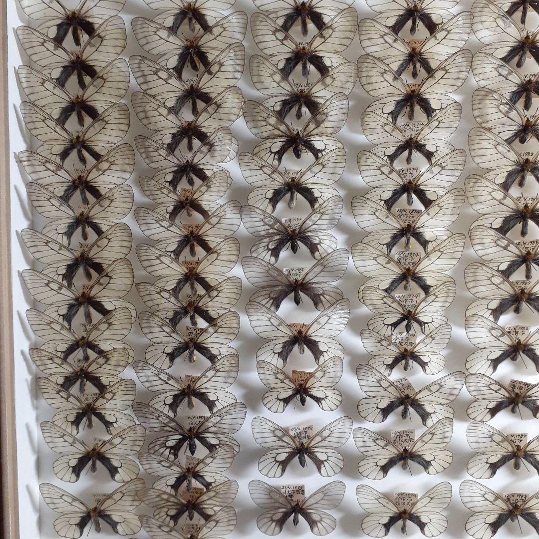 蝶標本　ウスバシロチョウ(ヒメウスバ)、エゾシロチョウ、大型ドイツ標本箱二箱入り