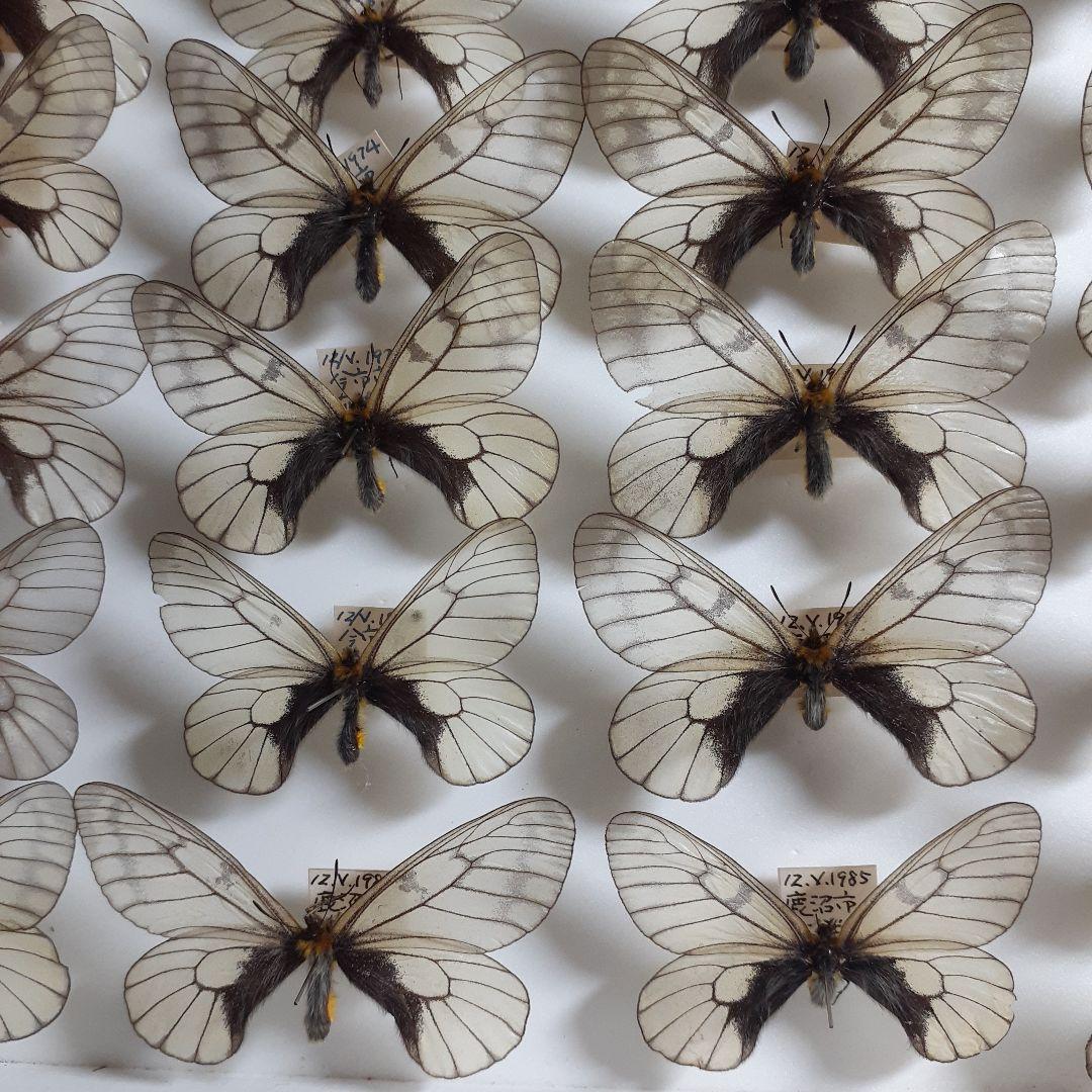 蝶標本　ウスバシロチョウ(ヒメウスバ)、エゾシロチョウ、大型ドイツ標本箱二箱入り