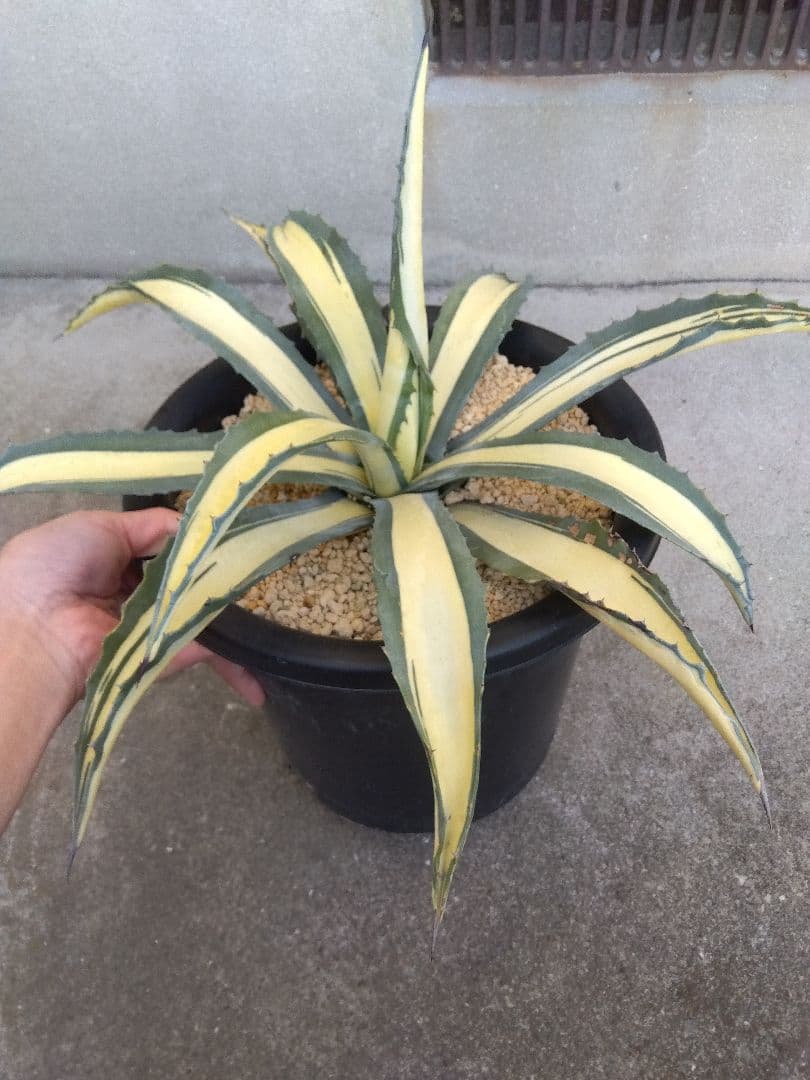 アガベ　那智の輝き　中斑　52センチ❗　は
