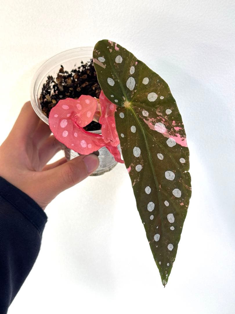 ベゴニア マクラータ 斑入り発根済み