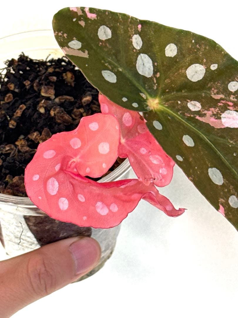 ベゴニア マクラータ 斑入り発根済み