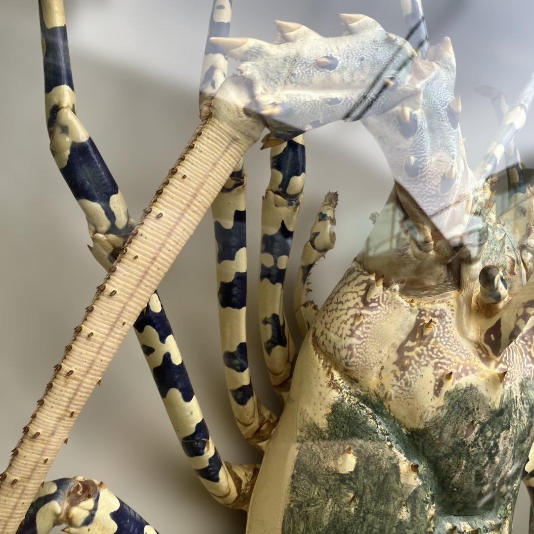 伊勢海老 エビ 剥製 ガラスケース 壁額 壁飾りロブスター標本 大型