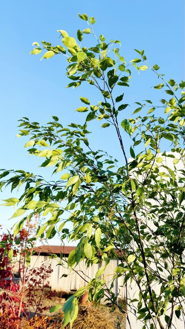 超絶品。山採りハイノキ大株立ち2.7M(鉢底から)