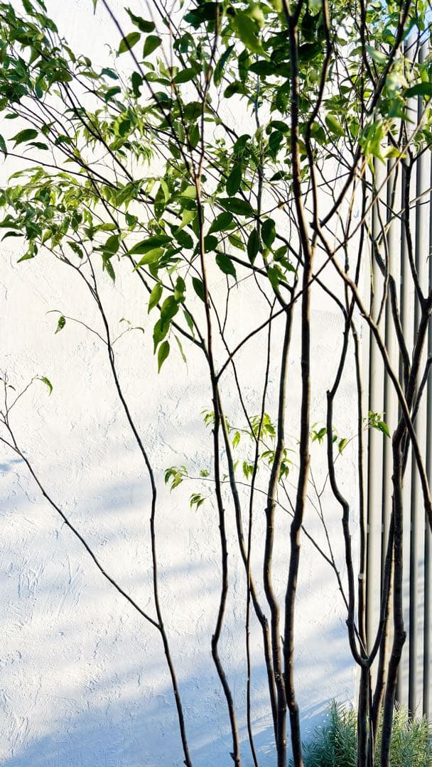 超絶品。山採りハイノキ大株立ち2.7M(鉢底から)