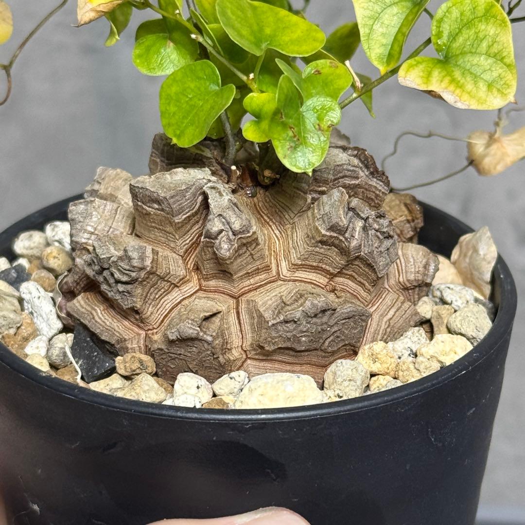 アフリカ亀甲竜　良型