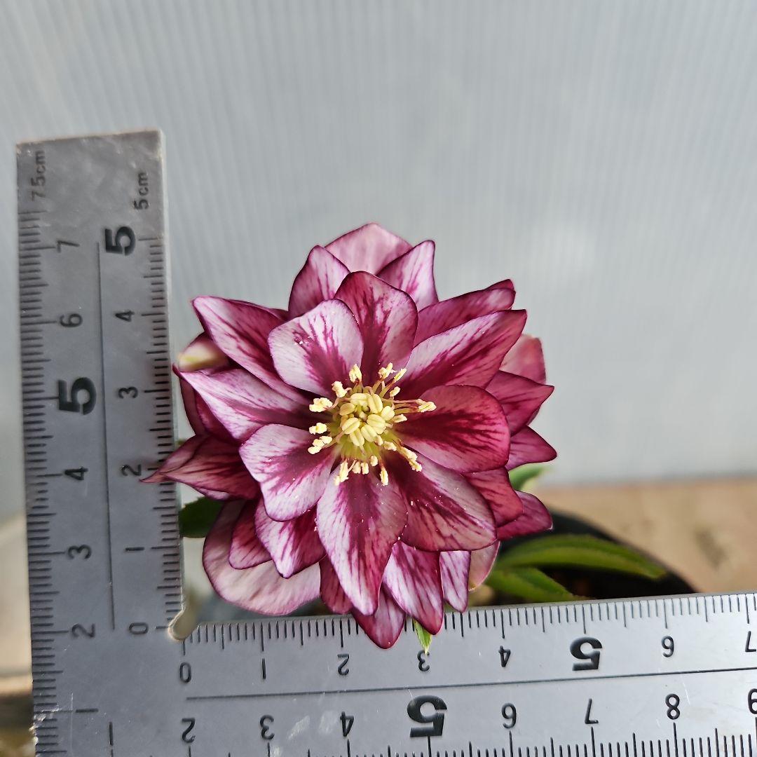 のぶさん様お取り置き苗㉖-350クリスマスローズ