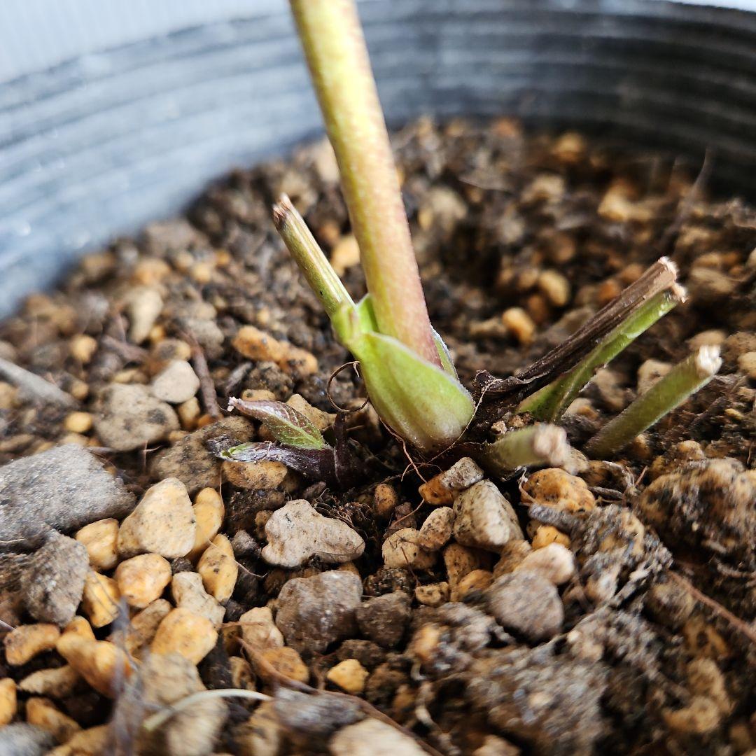 のぶさん様お取り置き苗㉖-350クリスマスローズ