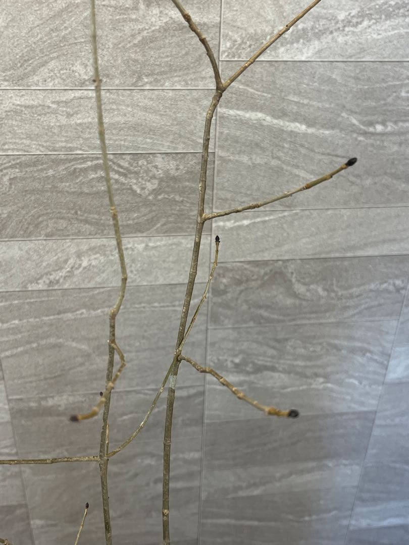 山採り天然　アオダモ　4本株立ち