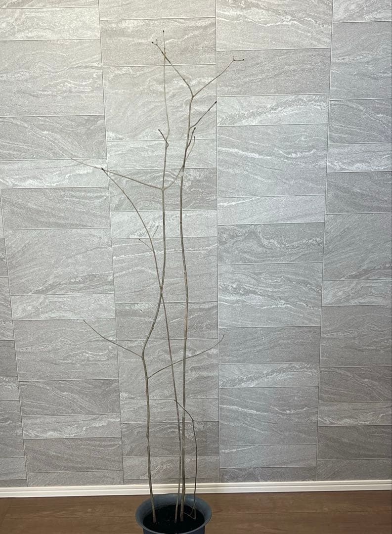 山採り天然　アオダモ　4本株立ち