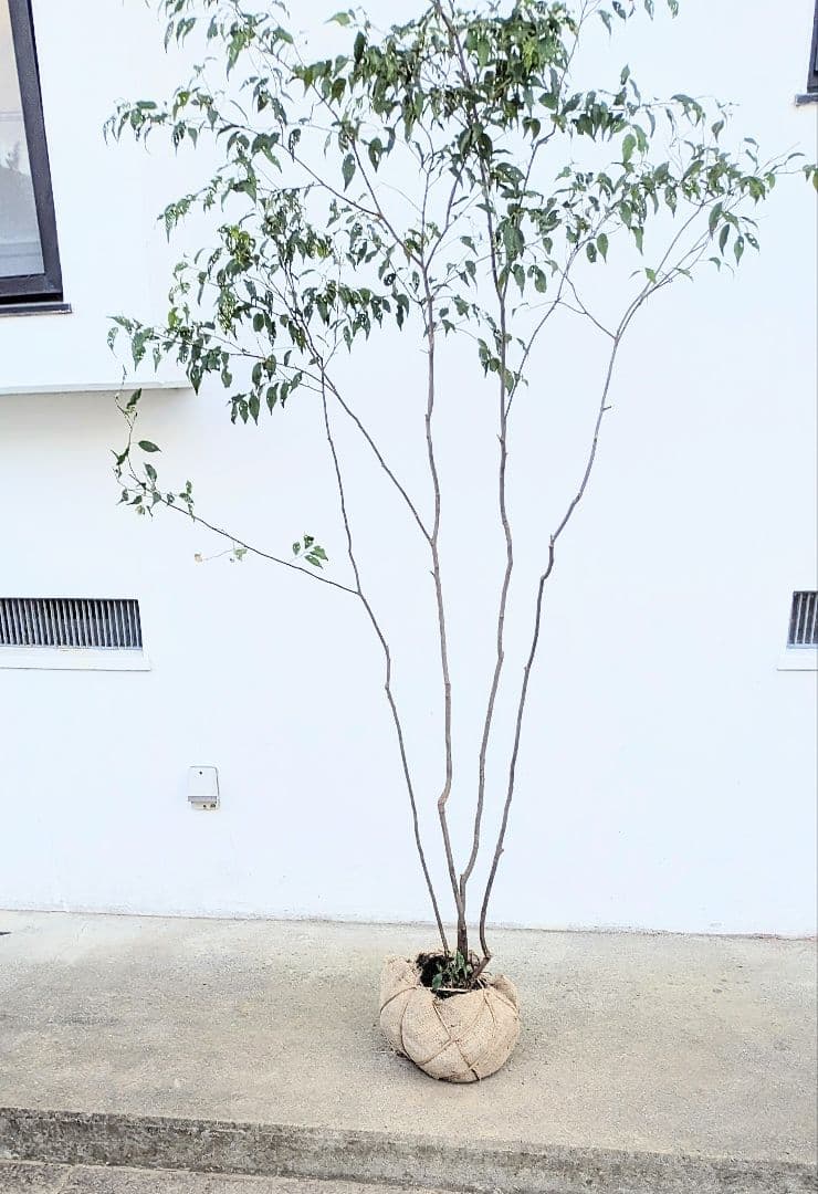 訳あり特価！山採りハイノキ。