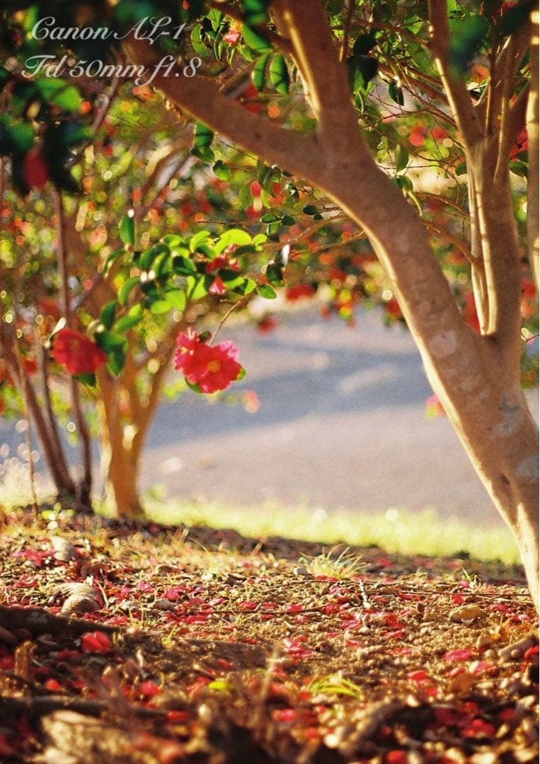 ★canon al-1★fd 50mm f1.8★完動品＊美品＊初期保証付き