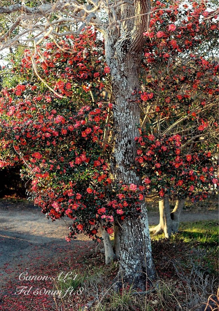 ★canon al-1★fd 50mm f1.8★完動品＊美品＊初期保証付き