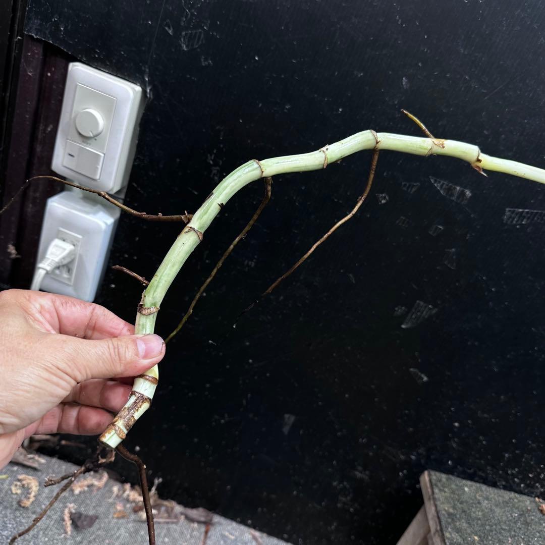 斑入りモンステラホワイトタイガー茎8株おまとめ