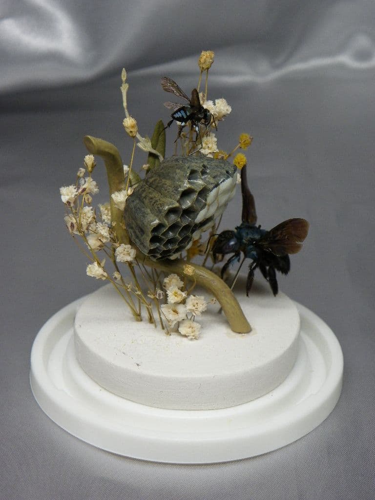 幸福の青い蜂　ビネット標本