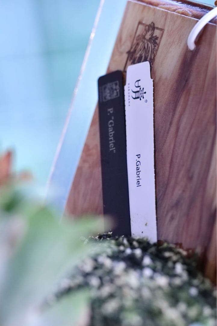 P. Gabriel ビカクシダ