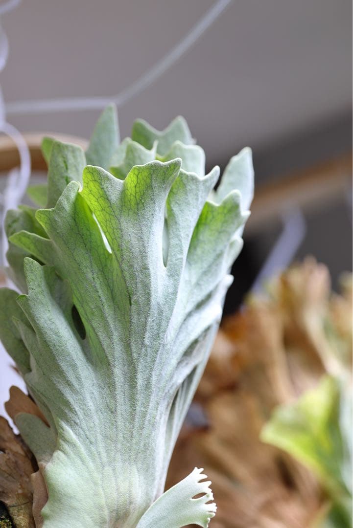 P. Gabriel ビカクシダ